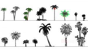 Palms Free Dwg Blocks