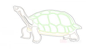 Turtle Dwg Drawing
